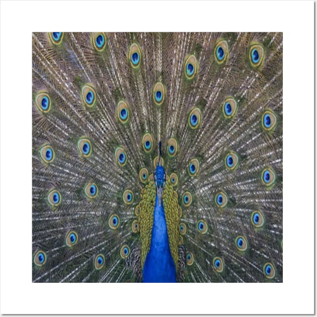 peacock Wall Art by paulashish